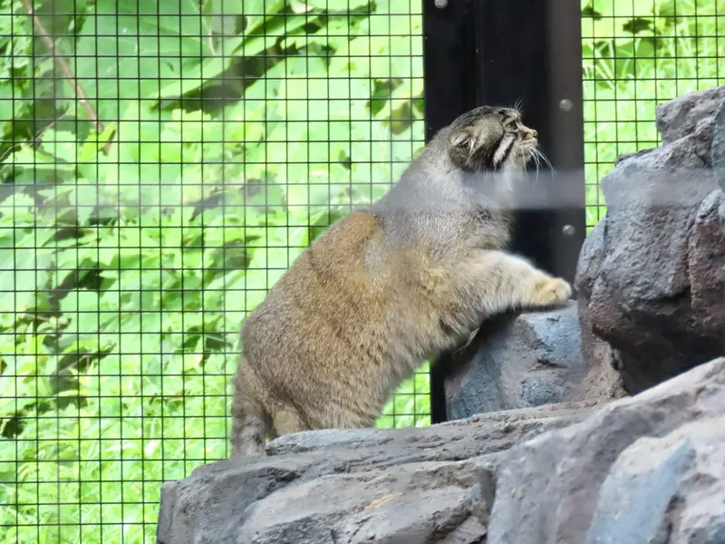 A photograph of Grusha in Asahiyama Zoo