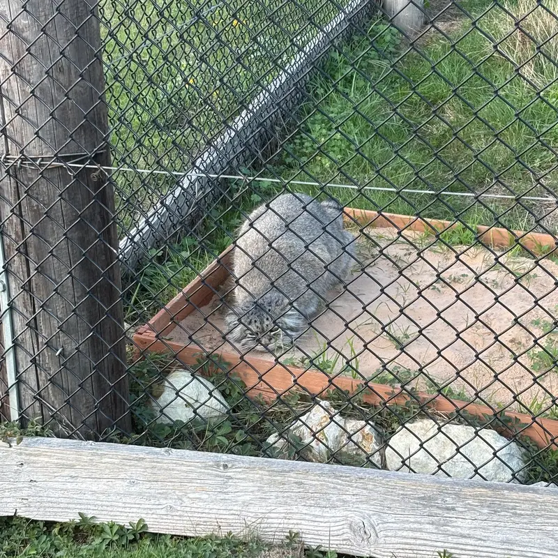 A photograph of Atlan in Port Lympne Wild Animal Park
