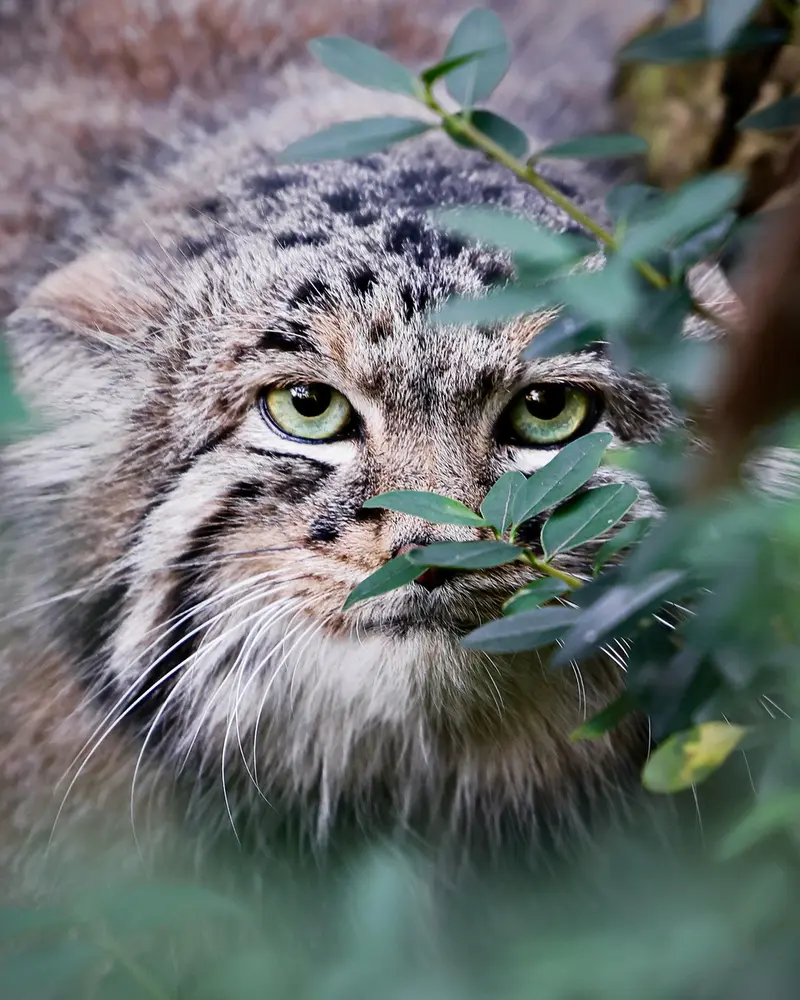 A photograph of Dersu in Dessau Zoo