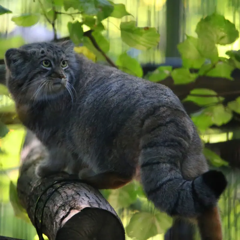A photograph of Tsas in Kraków Zoo