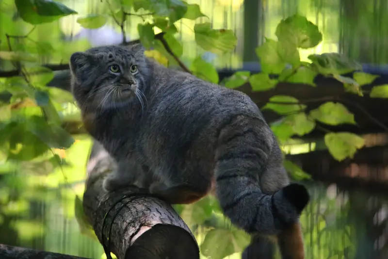 A photograph of Tsas in Kraków Zoo