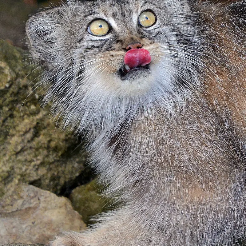 A photograph of Tula in The Big Cat Sanctuary