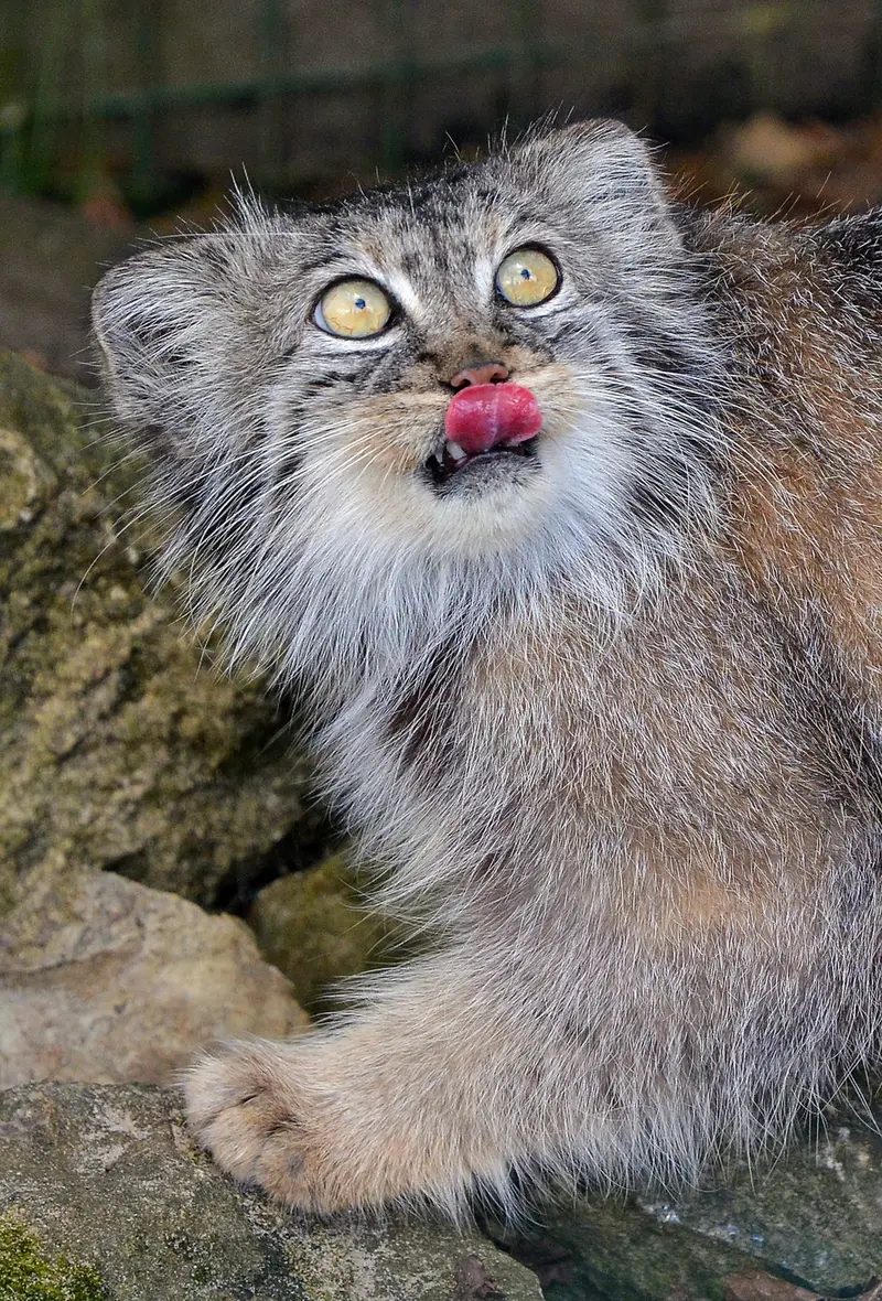 A photograph of Tula in The Big Cat Sanctuary