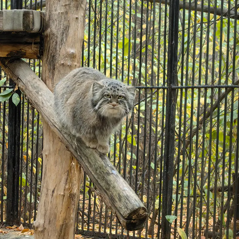 A photograph of Sylvester in Novosibirsk Zoo