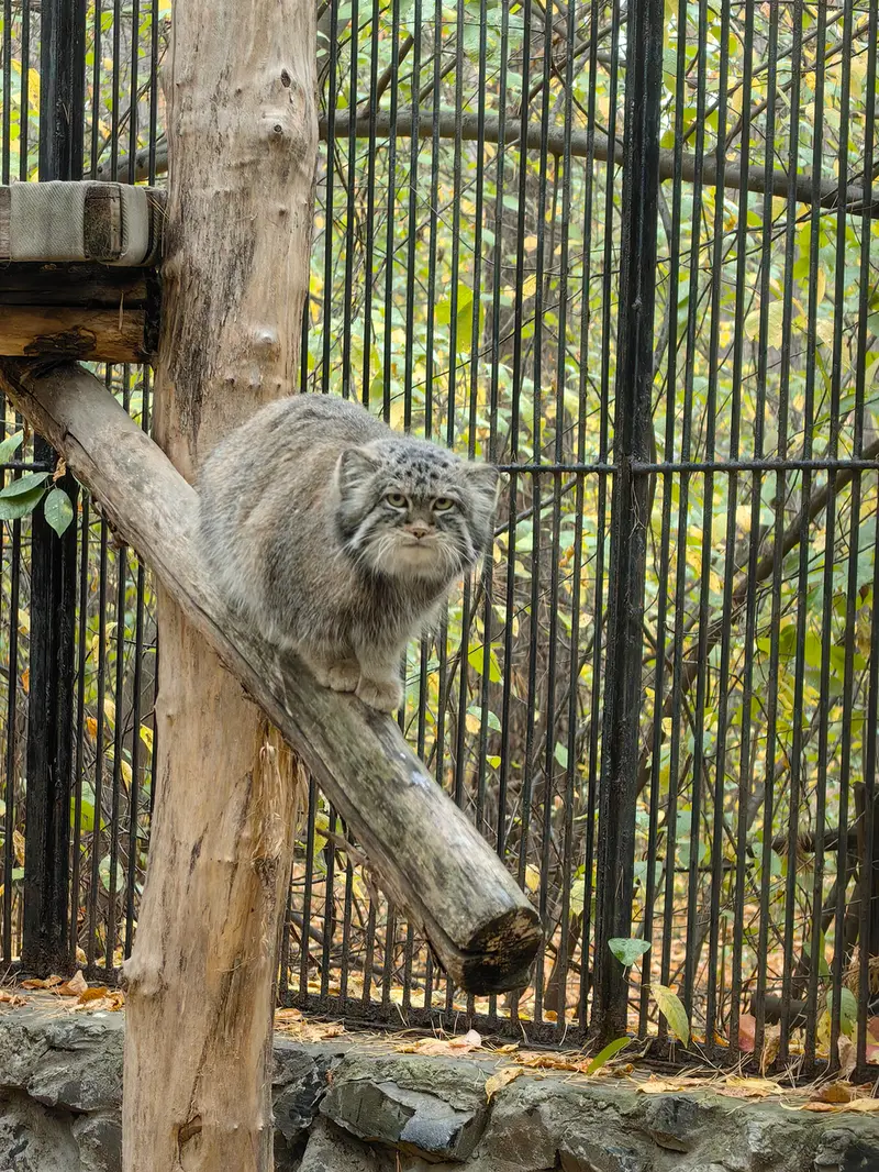 A photograph of Sylvester in Novosibirsk Zoo