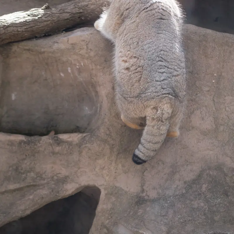A photograph of Lotos in Saitama Children's Zoo