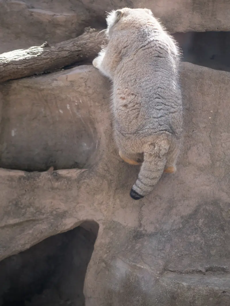 A photograph of Lotos in Saitama Children's Zoo