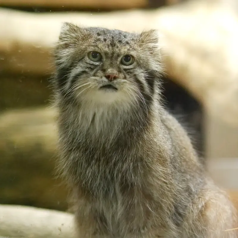 A photograph of Klyon in Ueno Zoological Gardens