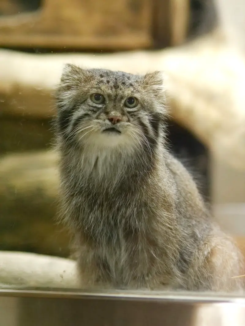 A photograph of Klyon in Ueno Zoological Gardens