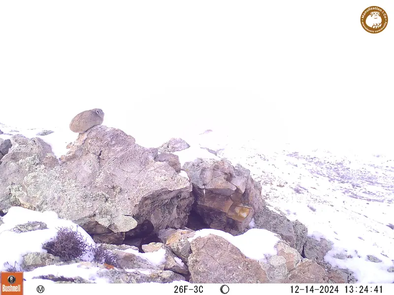 A photograph of Pika from Besshoky 1 camera trap