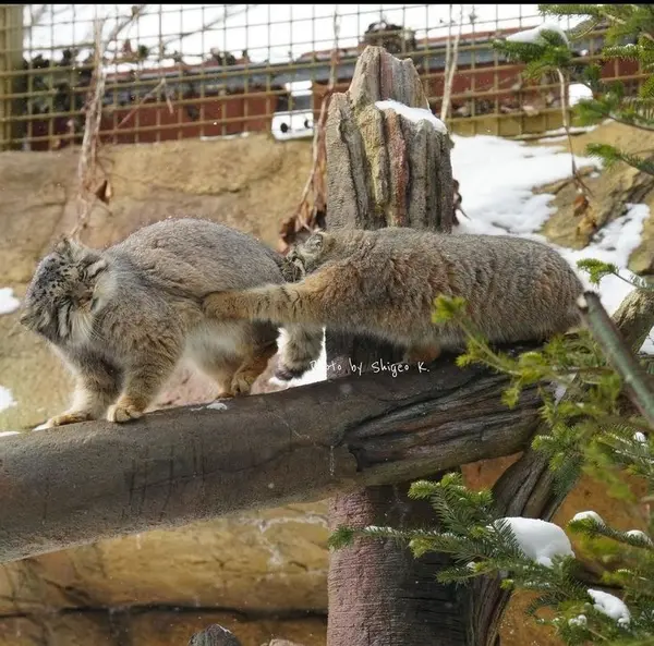 A photograph of a Pallas's cat