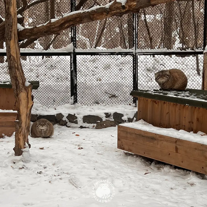 A photograph of Mia and George in Novosibirsk Zoo