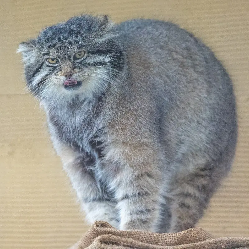 A photograph of Grusha in Asahiyama Zoo
