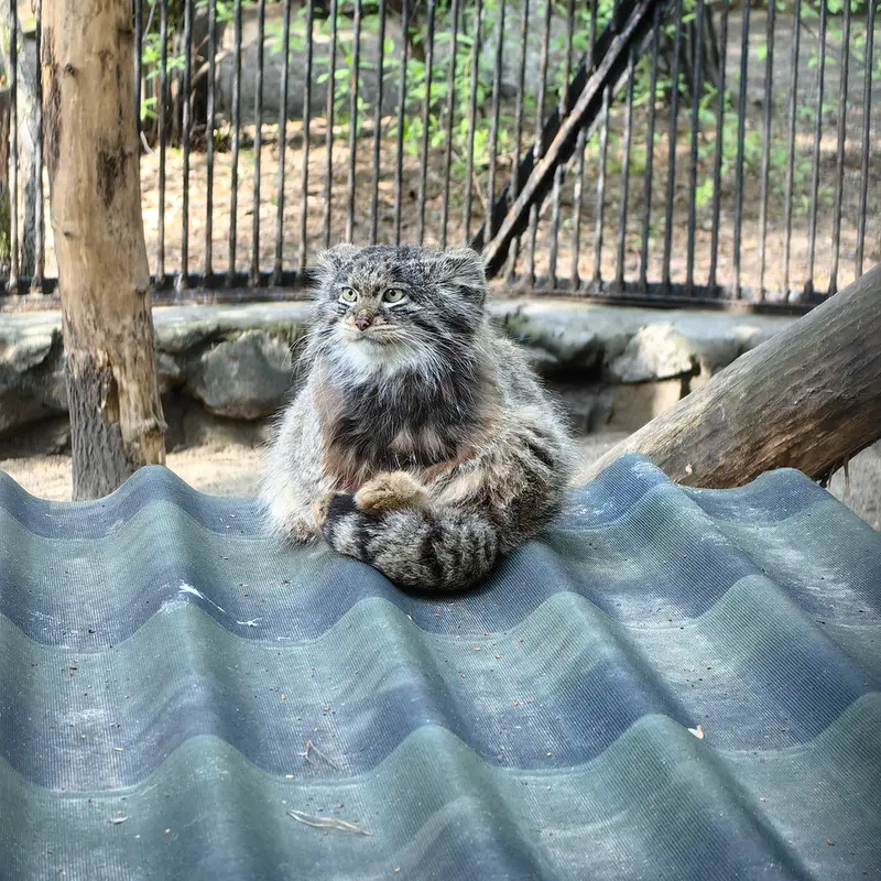 A photograph of Bandit in Novosibirsk Zoo