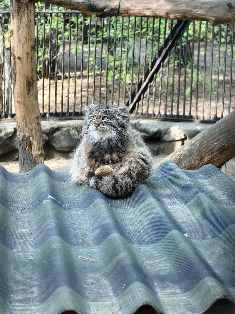 A photograph of Bandit in Novosibirsk Zoo