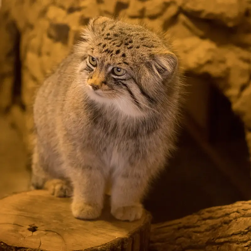 A photograph of Lotos in Saitama Children's Zoo