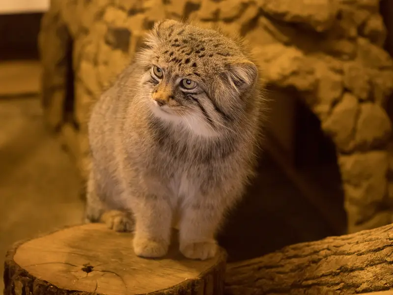 A photograph of Lotos in Saitama Children's Zoo