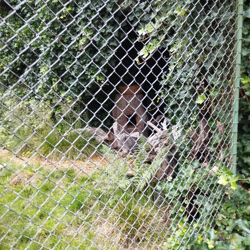 A photograph of Pluschi in Hellabrunn zoo