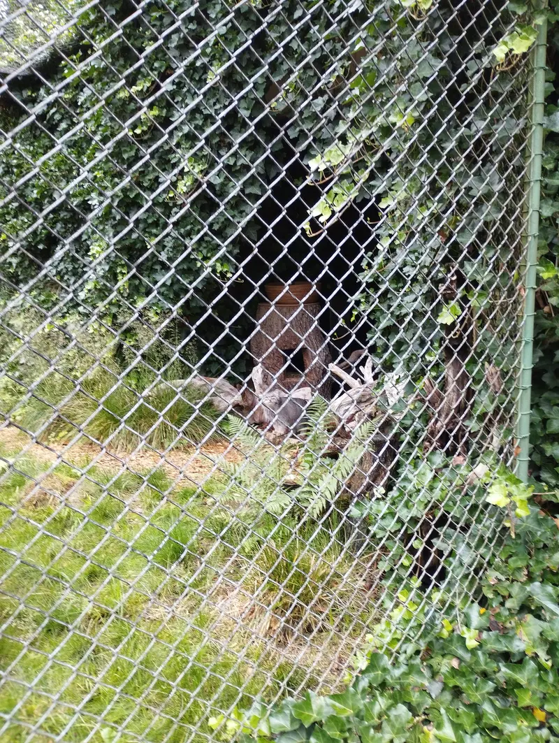 A photograph of Pluschi in Hellabrunn zoo
