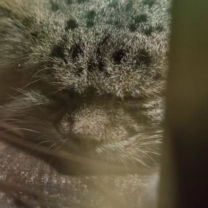 A photograph of Klyon in Ueno Zoological Gardens