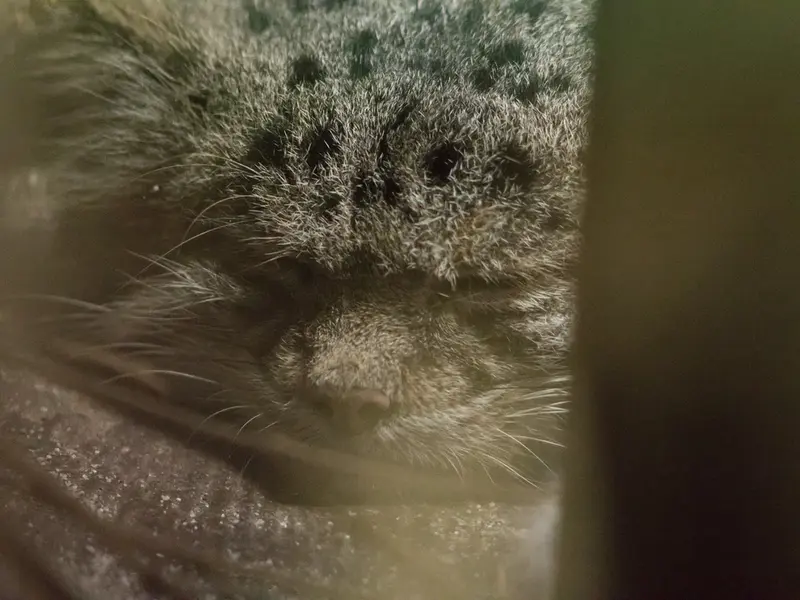 A photograph of Klyon in Ueno Zoological Gardens