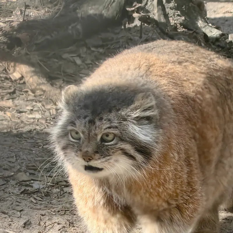 A photograph of Lastochka in Novosibirsk Zoo