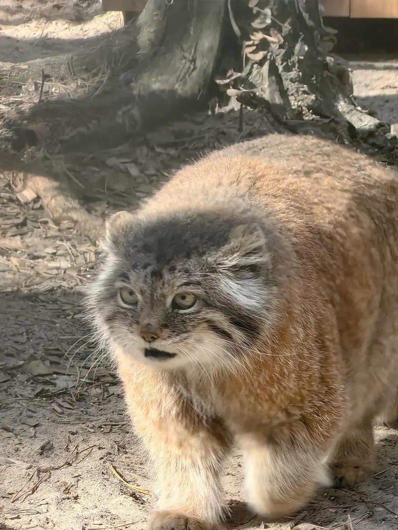 A photograph of Lastochka in Novosibirsk Zoo