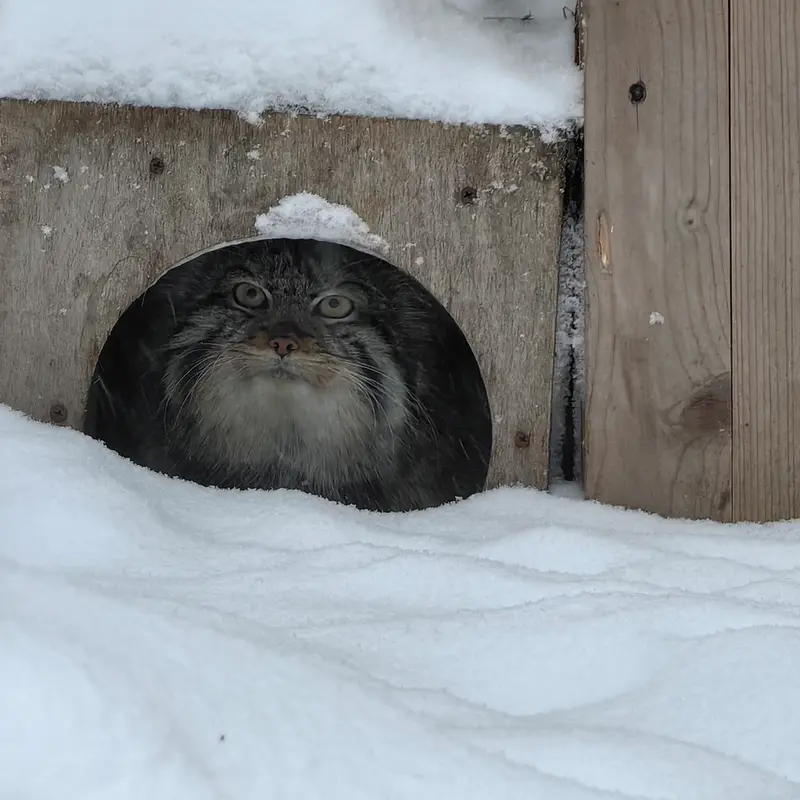 A photograph of Son of Eve 2023 Ⅳ in Novosibirsk Zoo