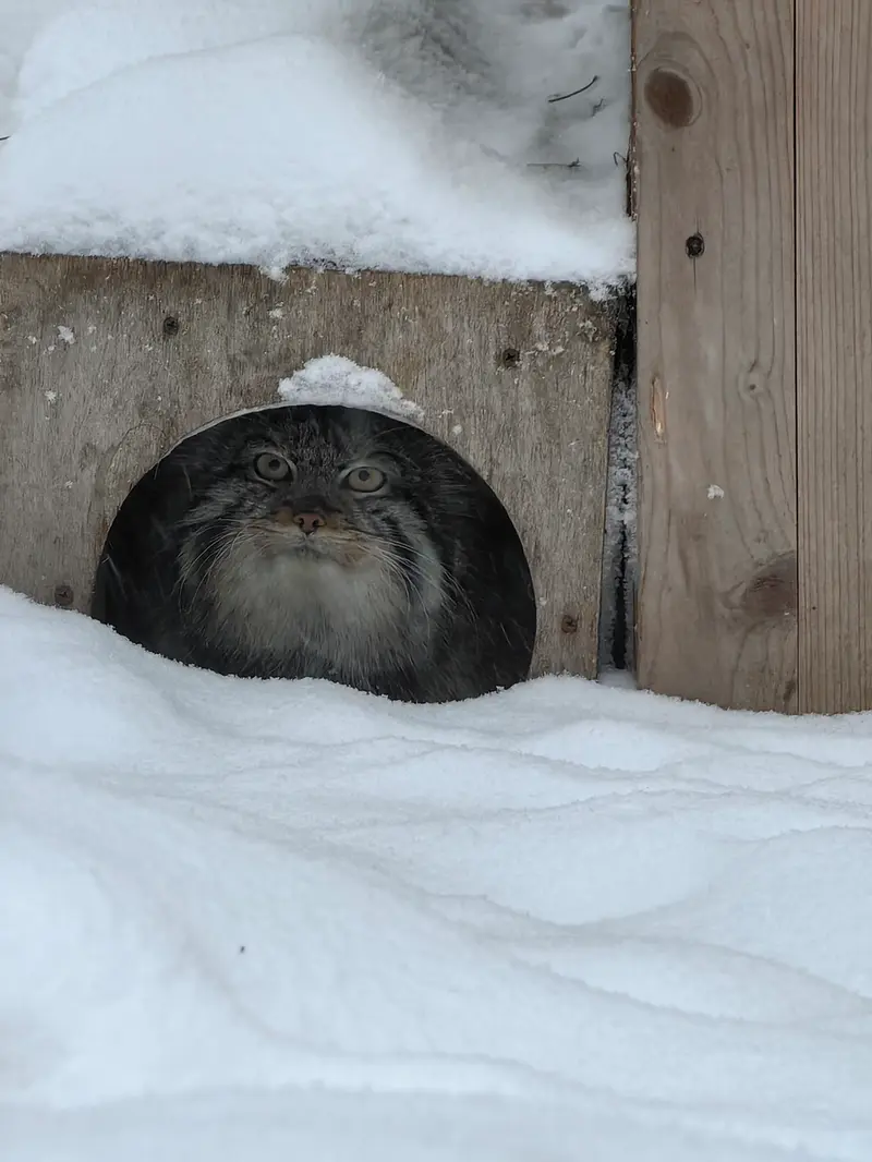 A photograph of Son of Eve 2023 Ⅳ in Novosibirsk Zoo