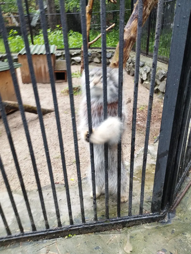 A photograph of a Pallas's cat in Novosibirsk Zoo