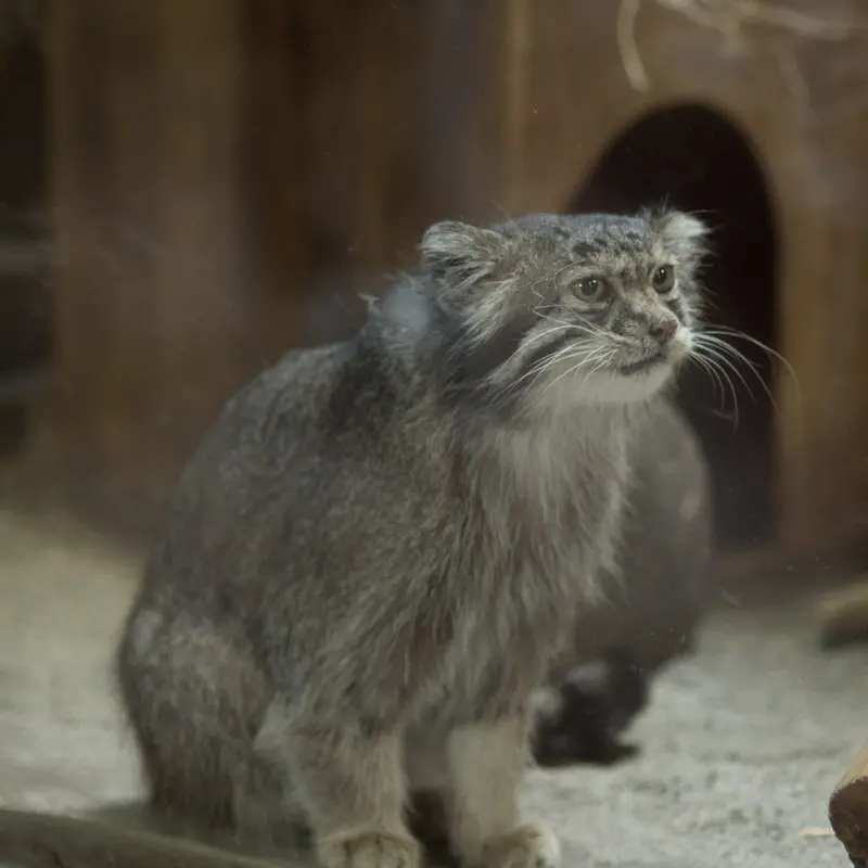 A photograph of Klyon in Ueno Zoological Gardens