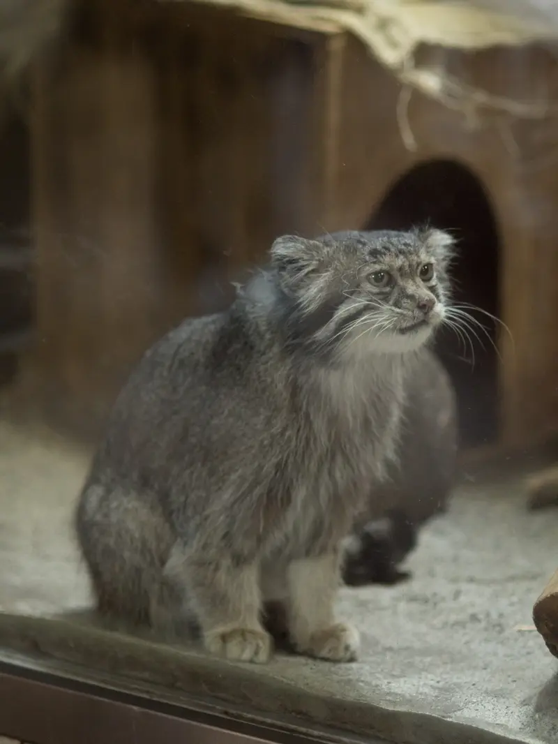 A photograph of Klyon in Ueno Zoological Gardens