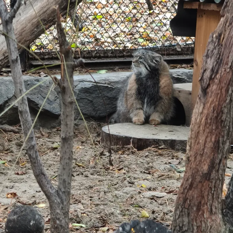 A photograph of Adele in Novosibirsk Zoo