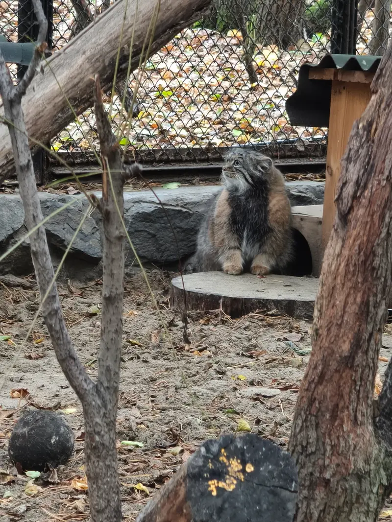 A photograph of Adele in Novosibirsk Zoo