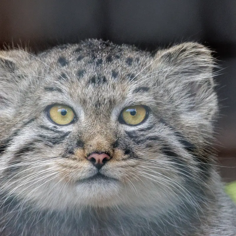 A photograph of a Pallas's cat in Leningrad zoo