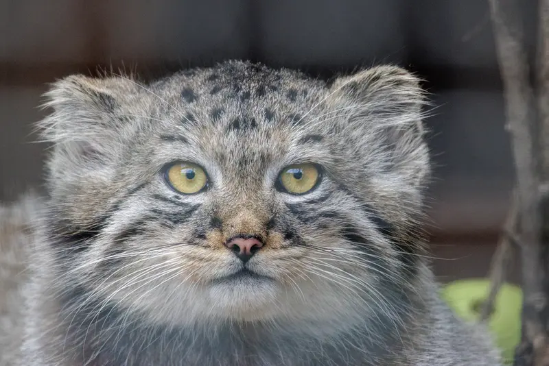A photograph of a Pallas's cat in Leningrad zoo