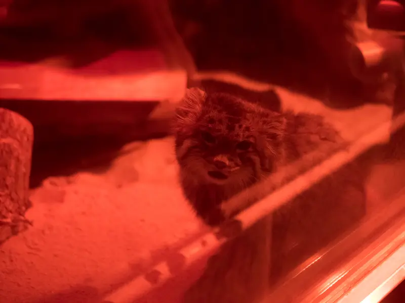 A photograph of Naim in Ueno Zoological Gardens