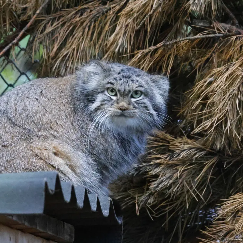 A photograph of Snezhinka in Novosibirsk Zoo