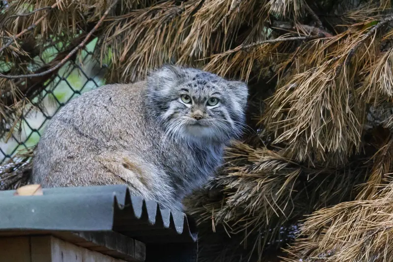 A photograph of Snezhinka in Novosibirsk Zoo