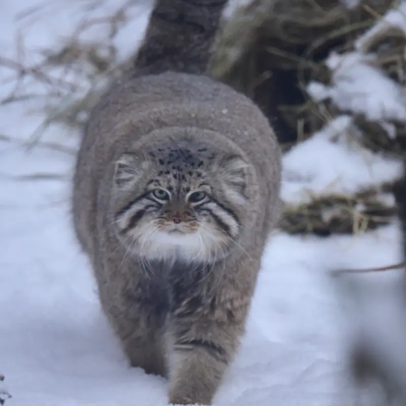 A photograph of Zelenogorsk in Novosibirsk Zoo