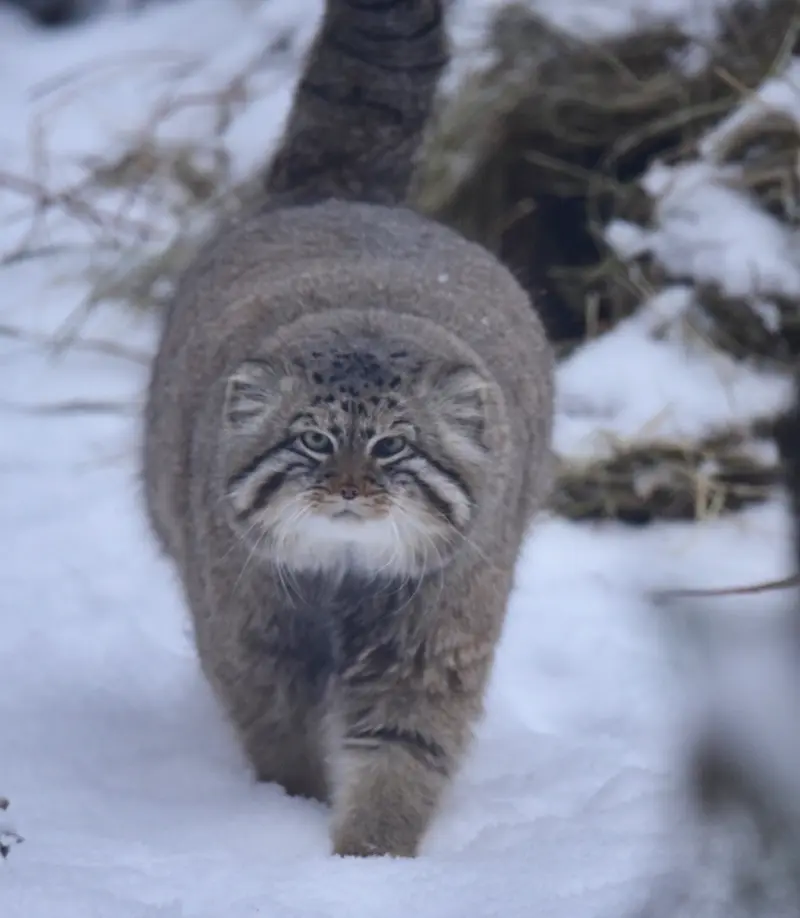 A photograph of a Pallas's cat in Novosibirsk Zoo
