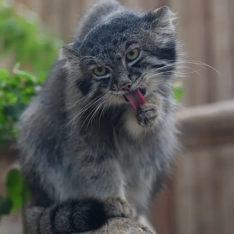 A photograph of Nar in Kobe Animal Kingdom