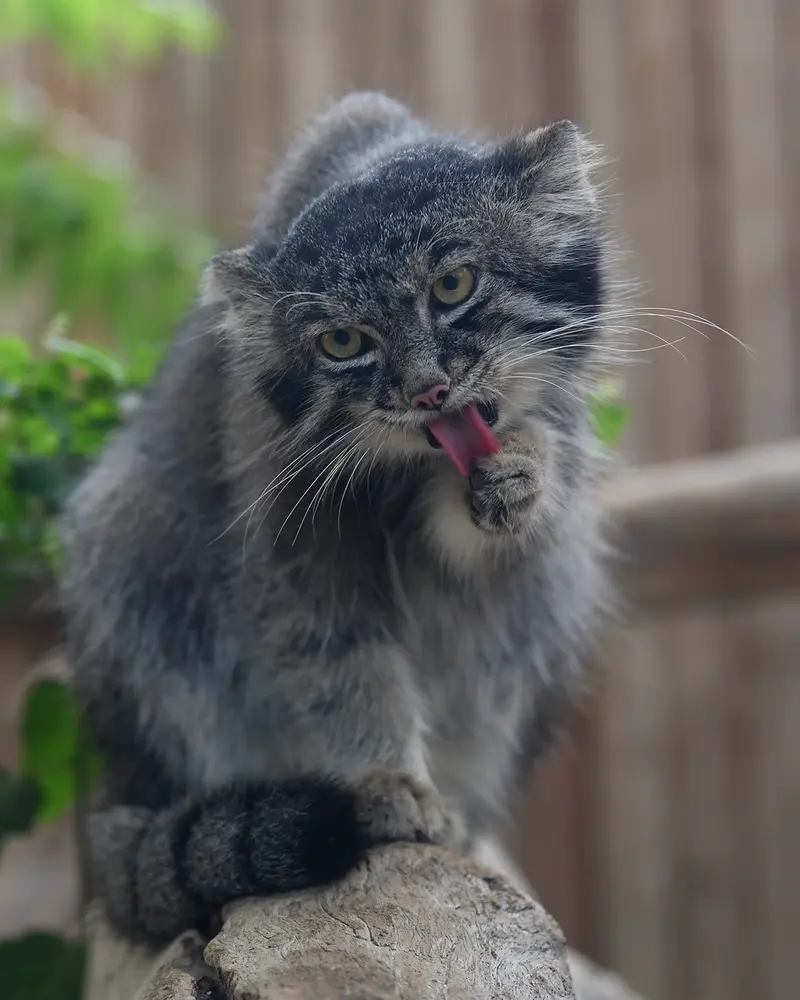 A photograph of Nar in Kobe Animal Kingdom