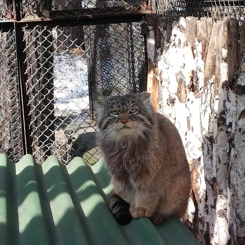A photograph of George in Novosibirsk Zoo