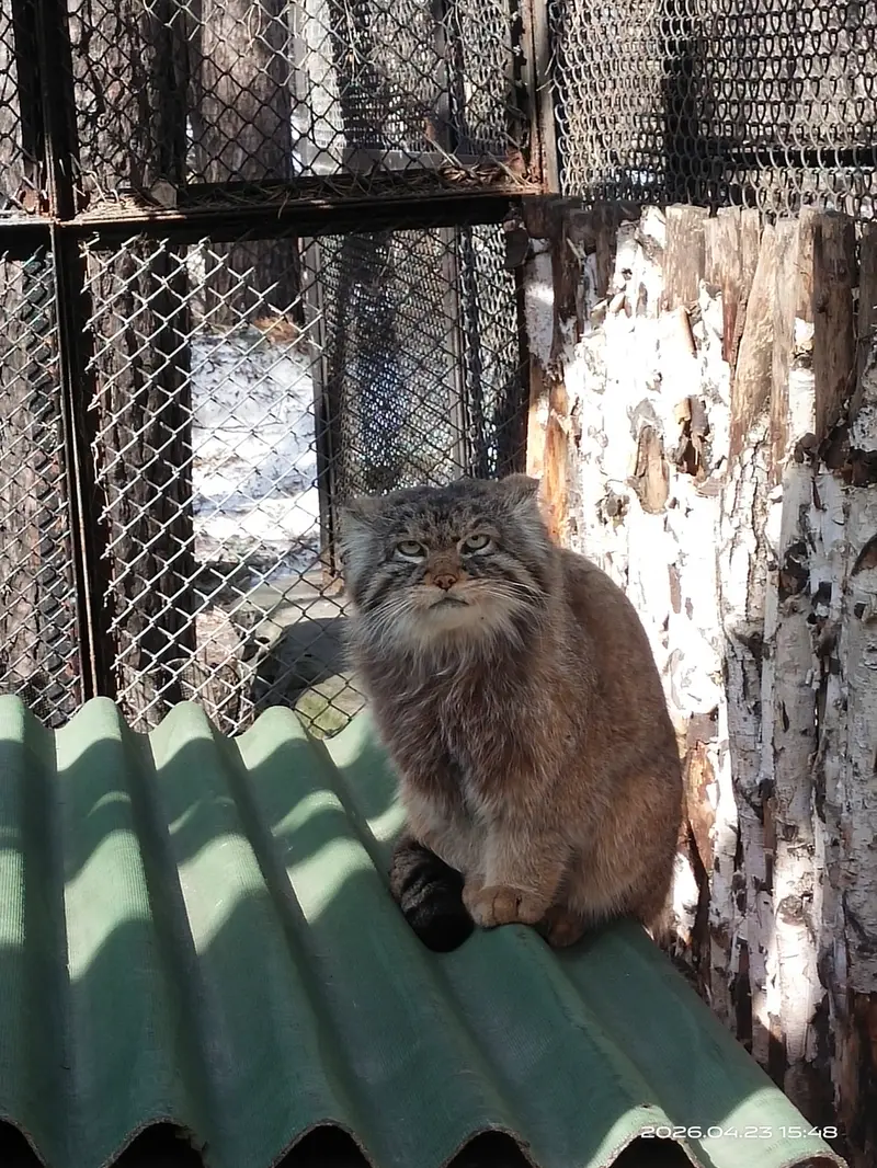 A photograph of George in Novosibirsk Zoo