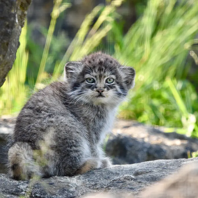 A photograph of a Pallas's cat in Port Lympne Wild Animal Park