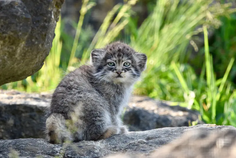 A photograph of a Pallas's cat in Port Lympne Wild Animal Park