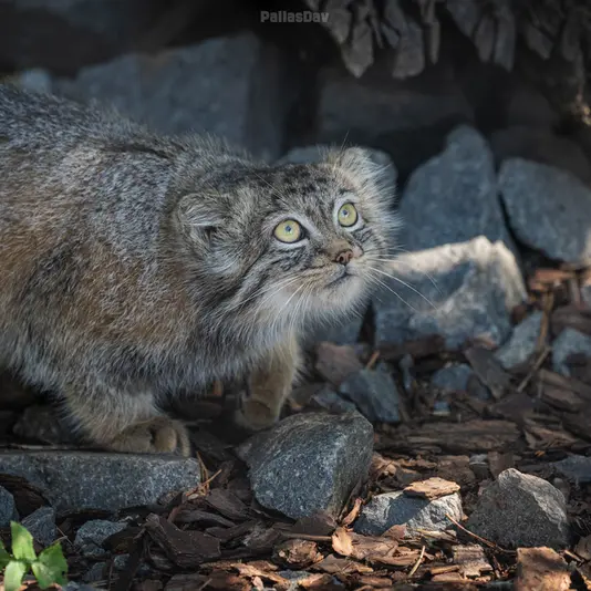 A photograph of Daughter of Charu b. 2025 in Tierpark Berlin