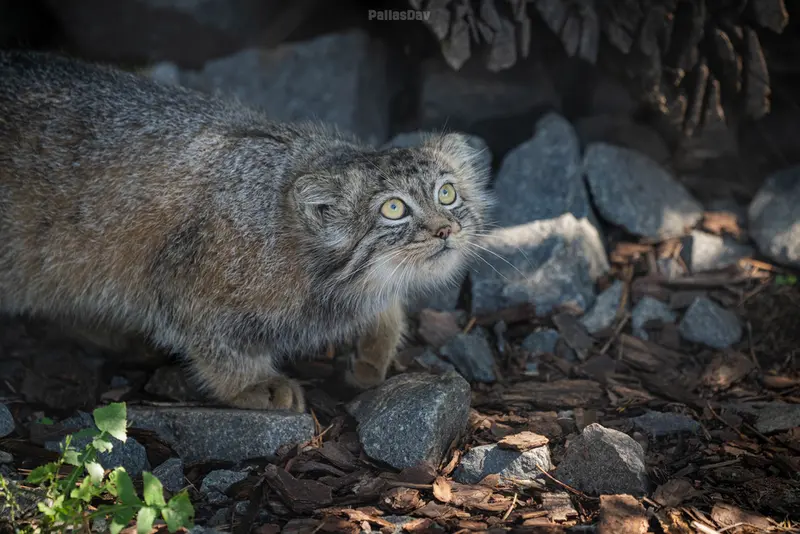 A photograph of Daughter of Charu b. 2025 in Tierpark Berlin