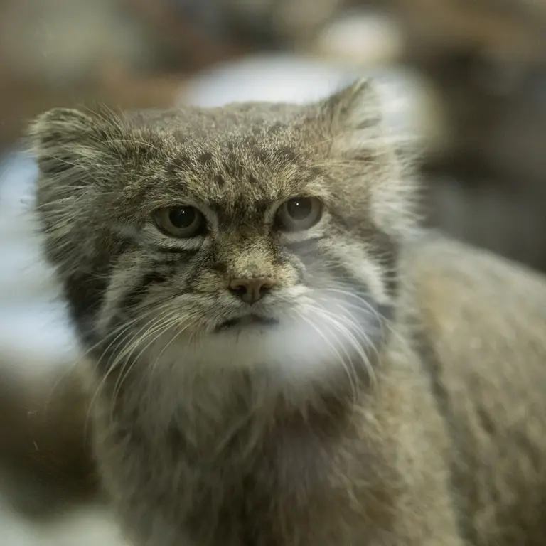 A photograph of Klyon in Ueno Zoological Gardens